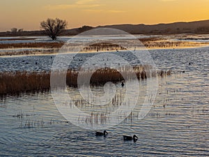 Ducks in a pond at sunset.