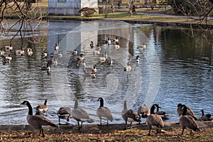 Ducks in the pond. Swimming birds autumn