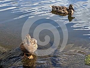 Ducks pond water duck nature