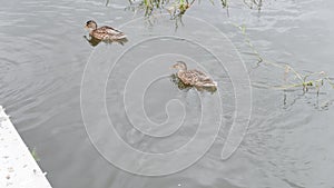 Ducks at the pond photo