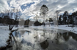 Ducks in Pond in Winter
