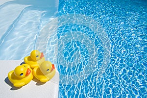 Ducks by pool