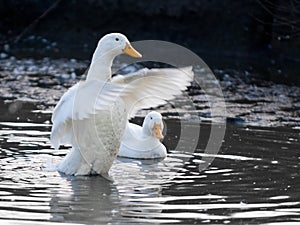 Ducks in a pool