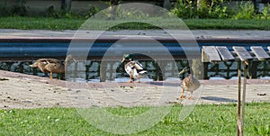 3 ducks in the pool photo