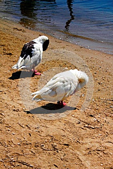 Ducks at the port of Antiparos island