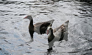 Ducks portrait rainy day on a lake