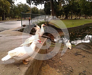 Ducks in Quinta da Boa Vista Rio de Janeiro Brazil.