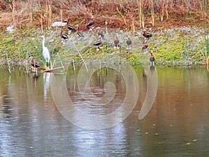 Ducks rain Whooping crain water photo