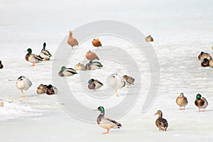 Ducks, or rather anas, on snow background