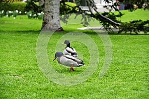 The ducks in the Jardin Botanico in Madrid, Spain photo