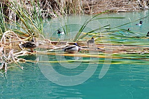 Ducks among the reeds