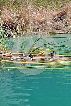 Ducks among the reeds