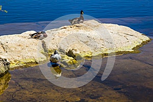 Ducks Relaxing On Lake Shoreline
