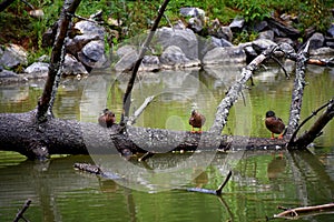 Ducks Rest on Tree Submerged in Steele Creek Lake photo