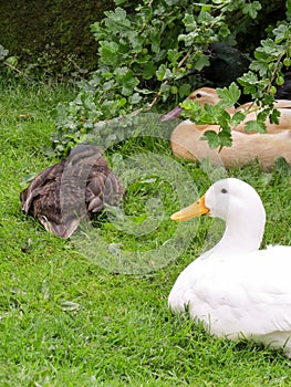 Ducks resting on grass under a gooseberry bush. Vertical.