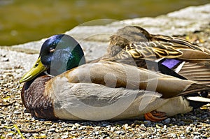 Ducks resting by a pond