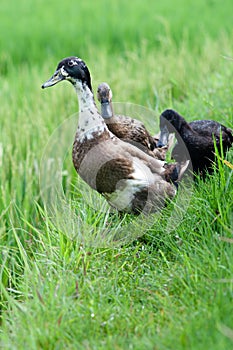 Ducks in rice paddy field