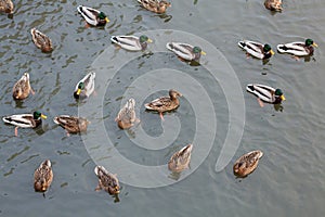 Ducks on the river