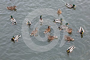 Ducks on the river