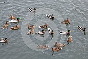 Ducks on the river