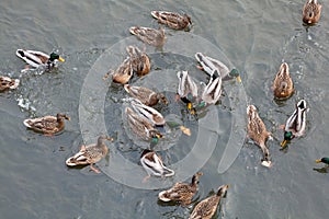 Ducks on the river