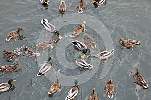 Ducks on the river