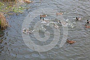 Ducks on the river