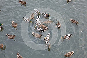 Ducks on the river