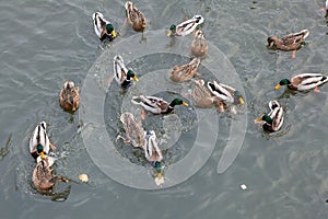 Ducks on the river