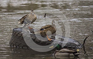 Ducks on the river