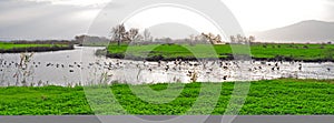 Ducks in a river, Ahula, Israel