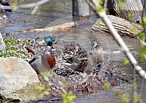 2 Ducks on a river bank