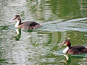 Ducks and river birds in the natural protection zone Aargau Reuss river plain Naturschutzzone Aargauische Auen in der Reussebene