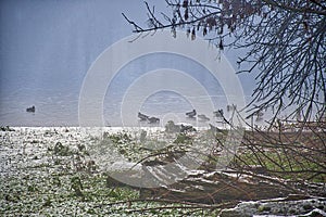 Ducks on the river - Fog