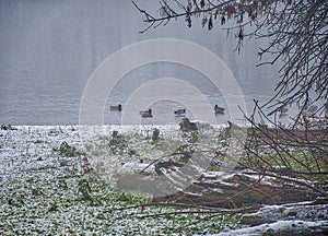 Ducks on the river - Fog