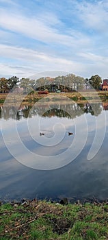 Ducks on river in town