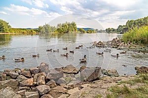 Ducks in the river Weser photo