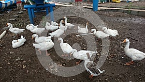 Ducks roaming in a resort