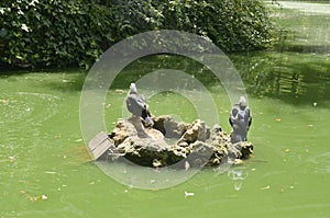 Ducks on rock