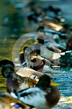 Ducks in a row