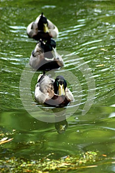 Ducks in a Row