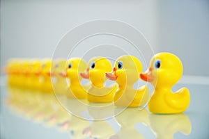 Ducks in a row photo