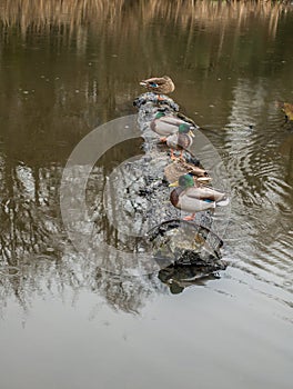 Ducks In A Row