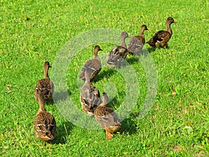 Ducks in a row following leader