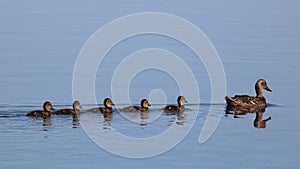 Ducks in a Row