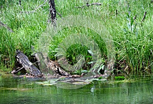 Ducks in a Row in Yellowstone