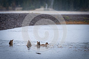 Ducks in a row in Yellowstone National Park