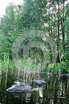 Ducks at saimaa lake, Finland