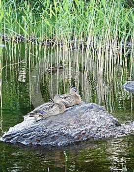 Ducks at saimaa lake, Finland