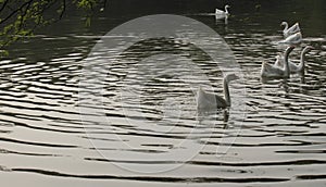 Ducks in Sanjay  Lake,  Trilokpuri, New Delhi